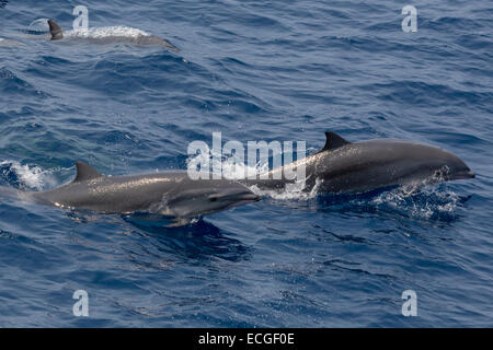Fraser`s dolphin, Lagenodelphis hosei, Borneo-Delfine, leaping pair, Indonesia Stock Photo